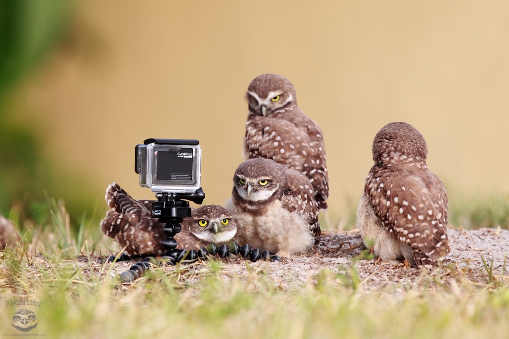 Как снимать на GoPro: советы профессионалов