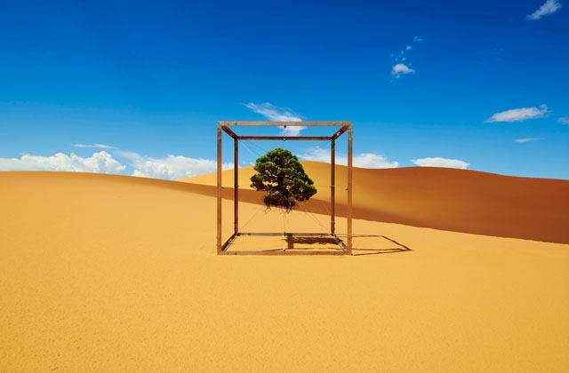 Фотопроект длиною в 10 лет. Фотограф, скульптор и их дерево