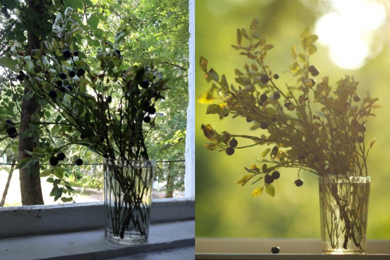 О пользе черники в работе фотографа