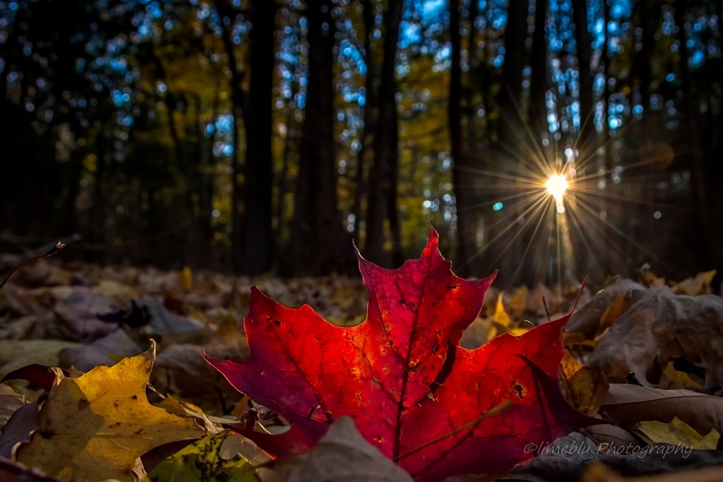 Как передать цвет осени в фотографиях