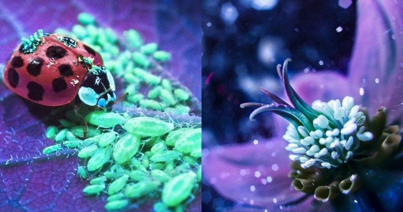 Ультрафиолетовая фотография - что это такое и как сделать? Ультрафиолетовая фотография - что это такое и как сделать?
