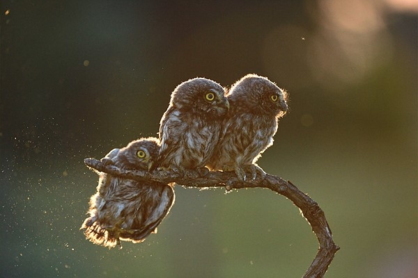 The Comedy Wildlife Photography Awards провозгласил своего победителя! The Comedy Wildlife Photography Awards провозгласил своего победителя!