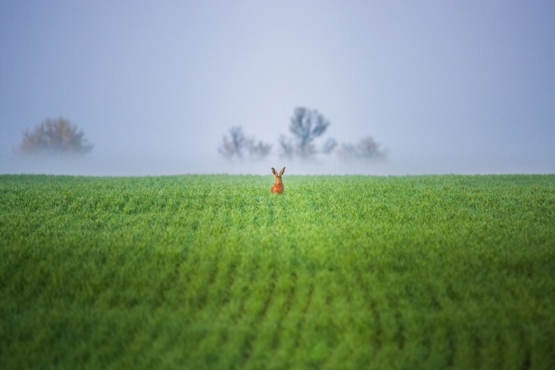 Фанфары в честь победителей. Итоги конкурса &quot;Герои моего пейзажа&quot;