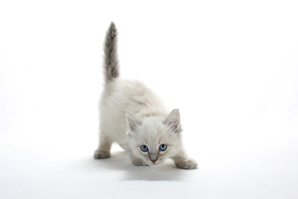 Кошачья фотография, или Как получить живые и очаровательные портреты котят