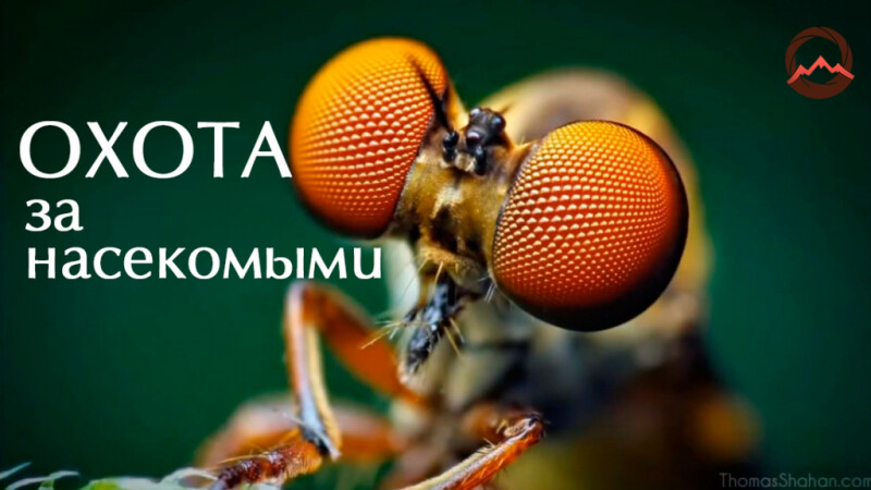 Видеоурок &quot;Охота за насекомыми&quot;