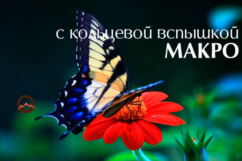 Видеоурок &quot;Как использовать TTL-вспышку для макросъемки&quot;