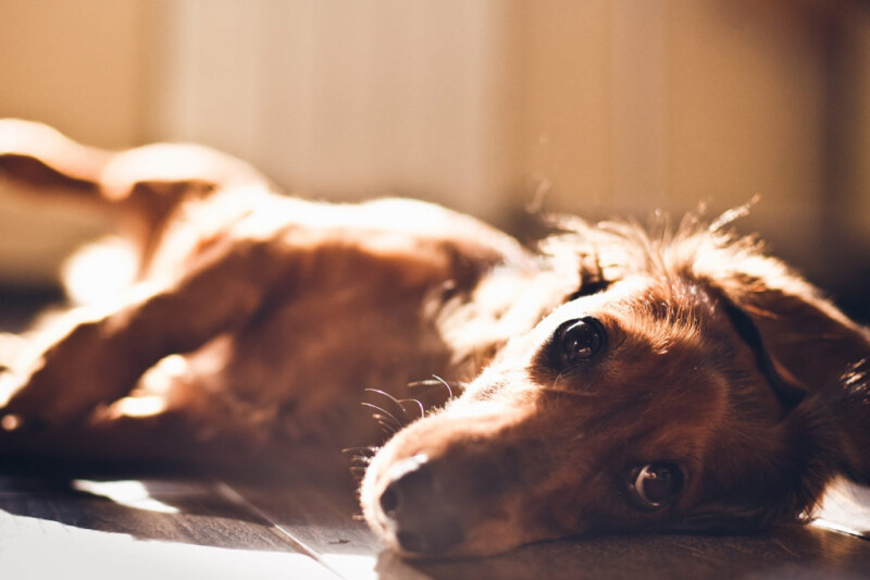 Как подделать &quot;эффект золотого часа&quot; в студийных условиях