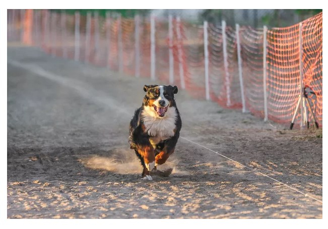 Что такое подавление вибрации в фотографии?