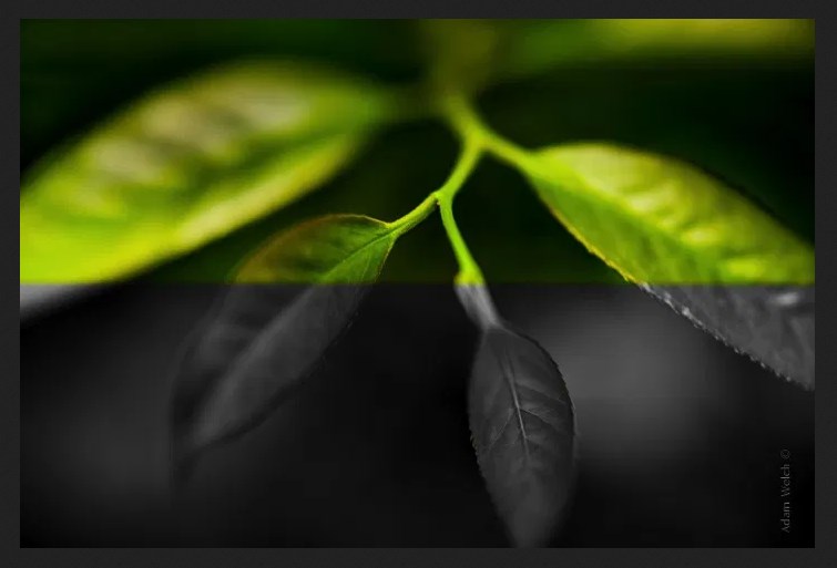 Как выбрать между черно-белым или цветным вариантом изображения