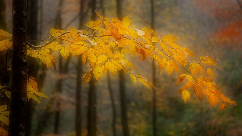 Как добиться фотографии с мягким фокусом