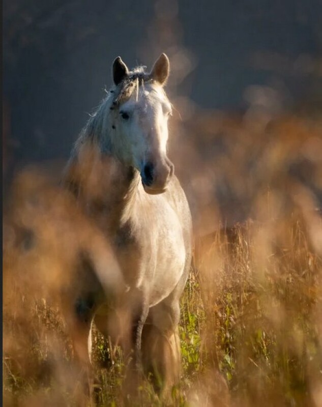 Что такое выборочный фокус?