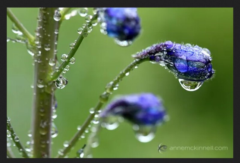 Снимаем цветы. 10 советов по созданию идеальной фотографии