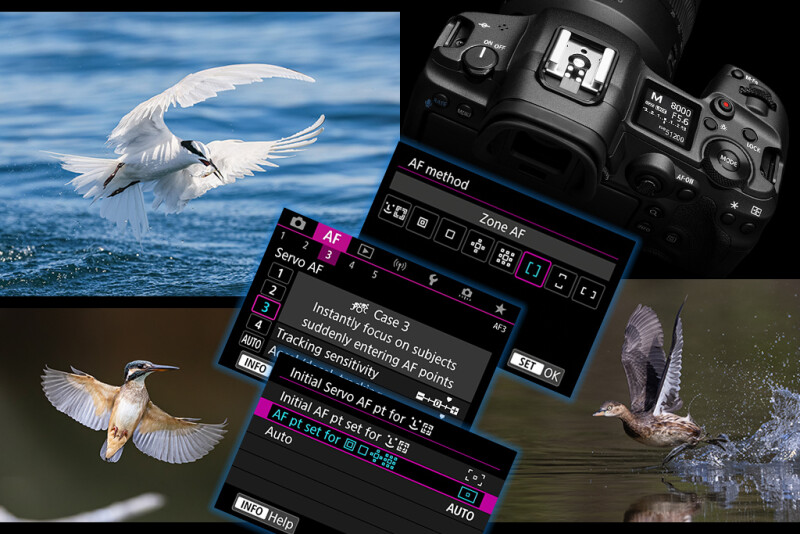 Птицы в полете: настраиваем камеру для фотосъемки. Универсальная инструкция