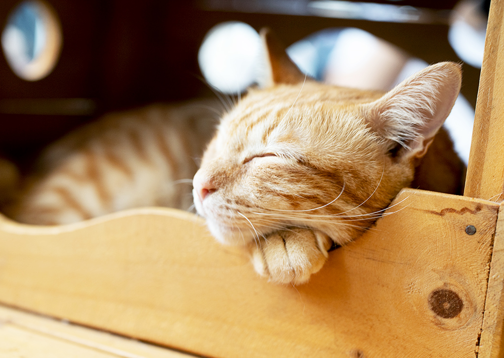 Как сфотографировать кошку