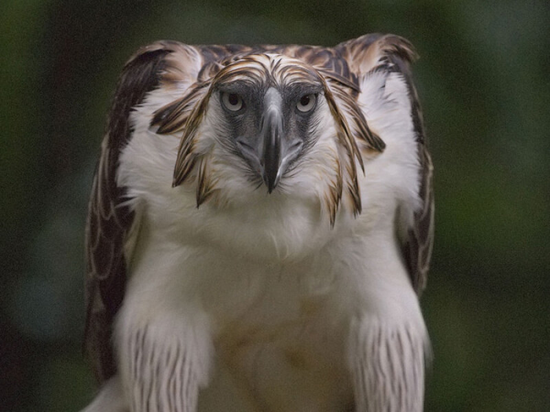 Подборка фотографий от National Geographic