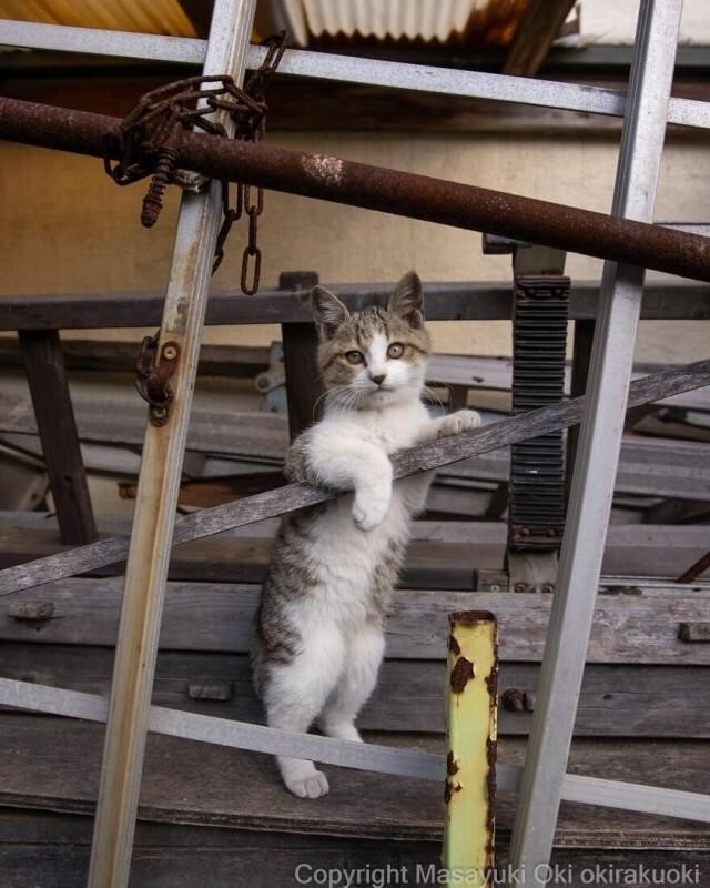 Масаюки Оки снимает смешных кошек на улицах Токио