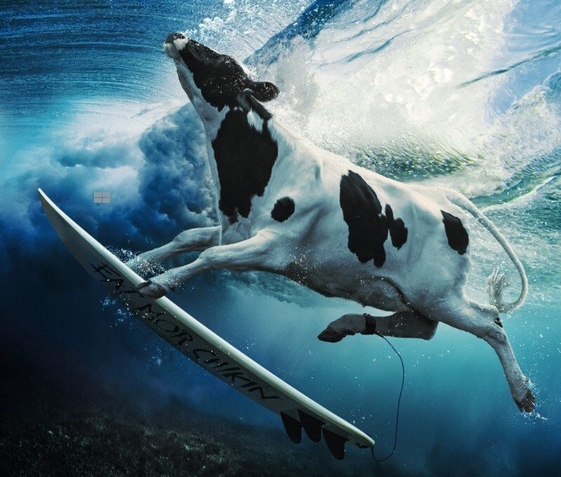 Веселые коровы от фотографа Энди Мара