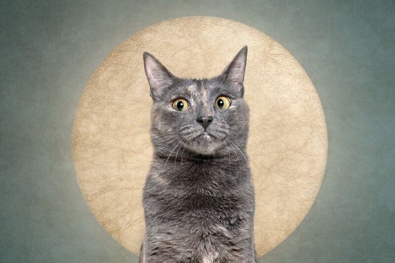 Cерия портретов домашних животных «Кто режет сыр?»