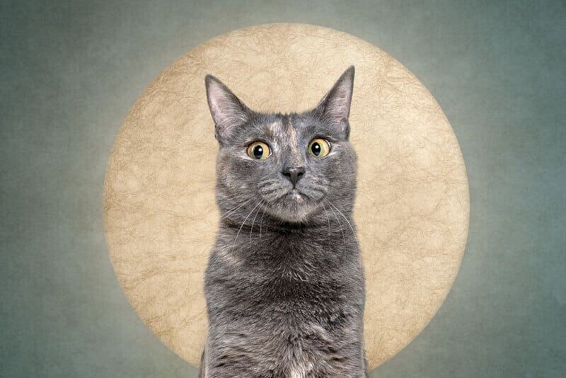 Cерия портретов домашних животных «Кто режет сыр?»