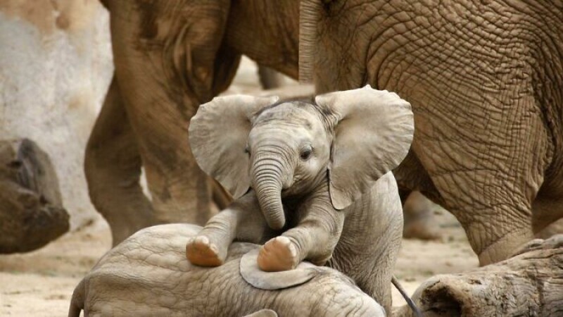 Подборка фотографий животных