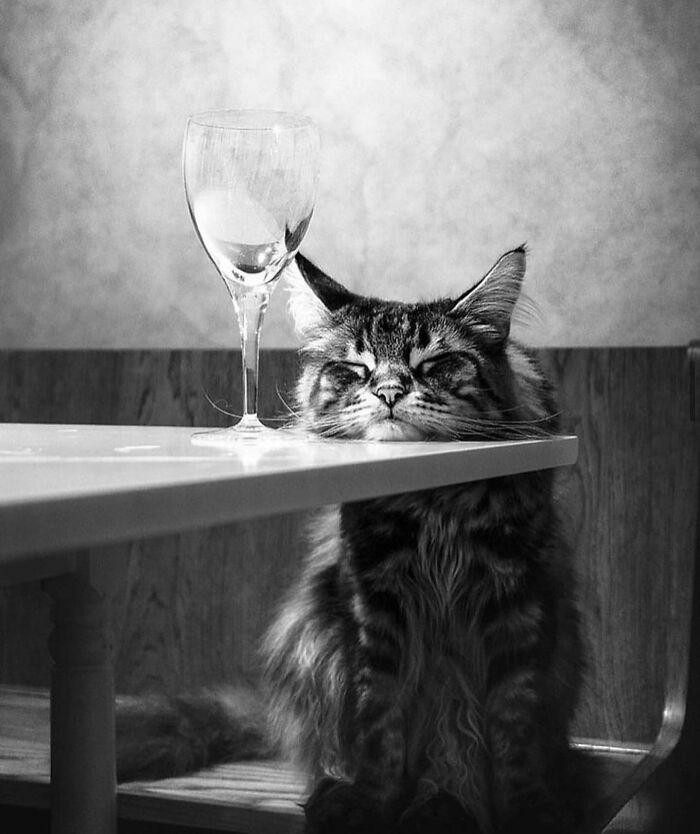 Котики Котики
