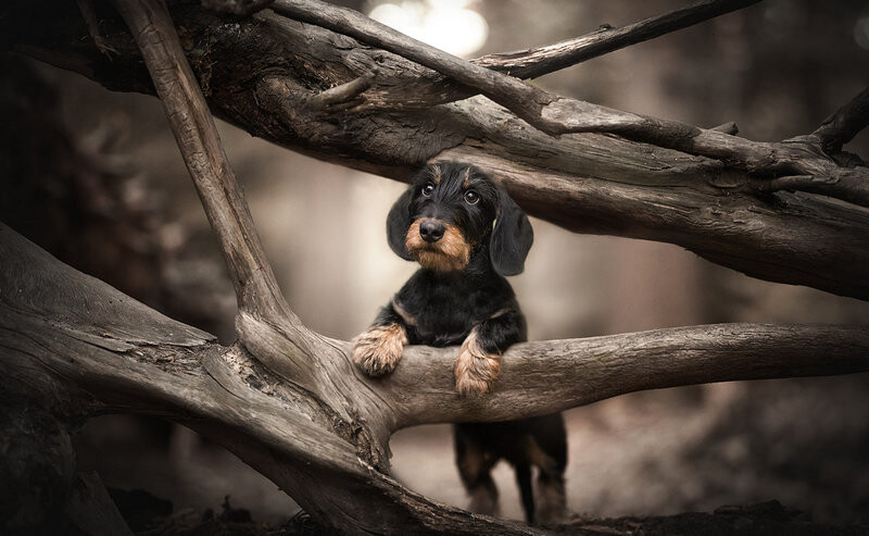 Изумительные фотографии собак