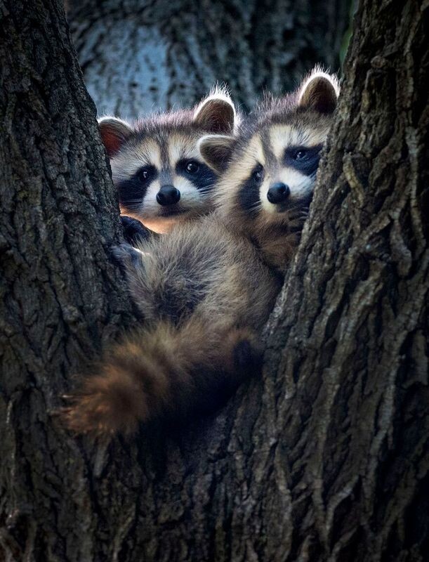 20 фотографий-победителей International Photo Awards 2022 в категории «фотографии природы»