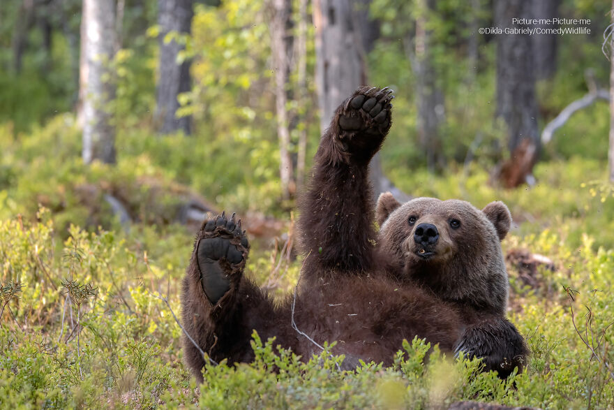 Comedy Wildlife Photography Awards 2023 Comedy Wildlife Photography Awards 2023