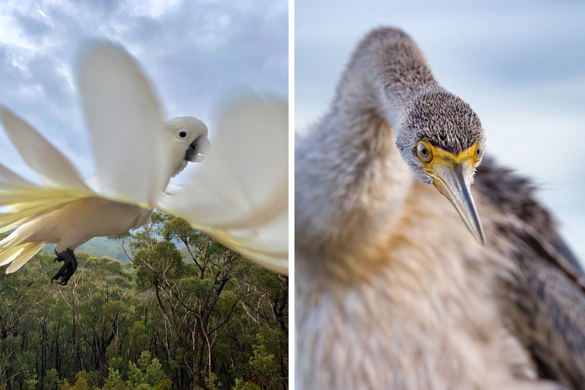 ​Конкурс BirdLife Australia Photography Awards 2023