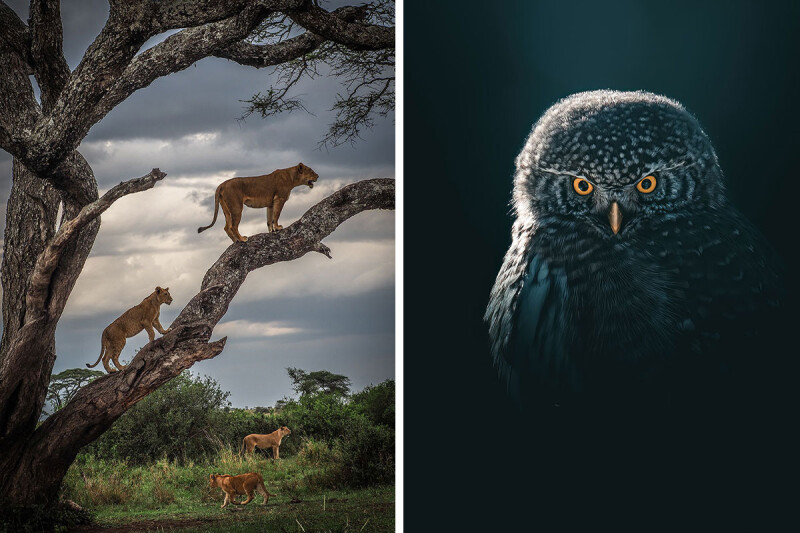 Фотоконкурс EISA Maestro Awards 2023 Фотоконкурс EISA Maestro Awards 2023