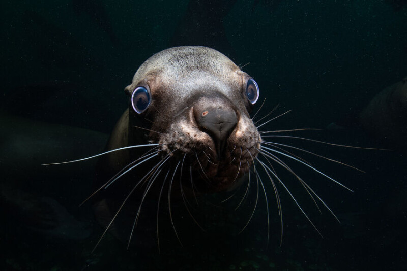 Конкурс Ocean Art 2023