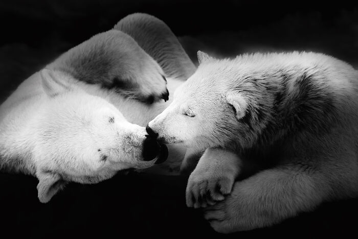 Трогательные фотографии животных