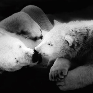 Трогательные фотографии животных