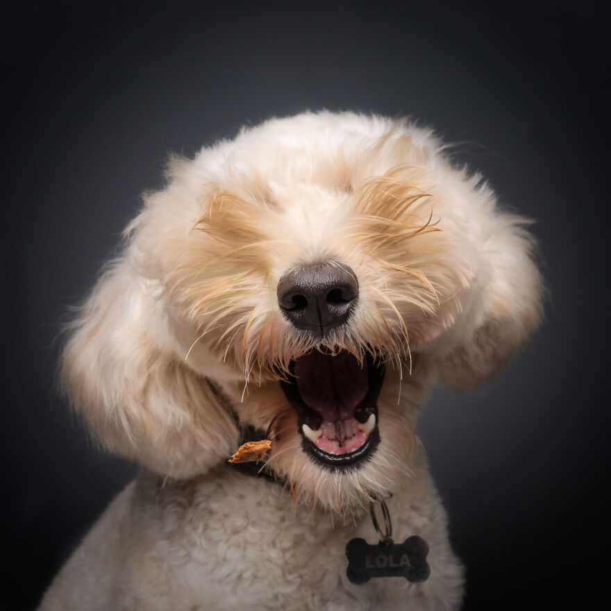 ​Фотоконкурс Comedy Pet Photography Awards 2024