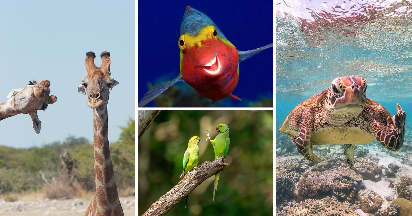 Работы с фотоконкурса Nikon Comedy Wildlife Awards Работы с фотоконкурса Nikon Comedy Wildlife Awards