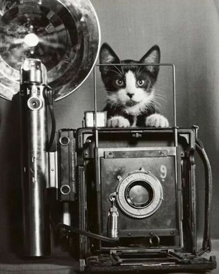 Новые фото котиков