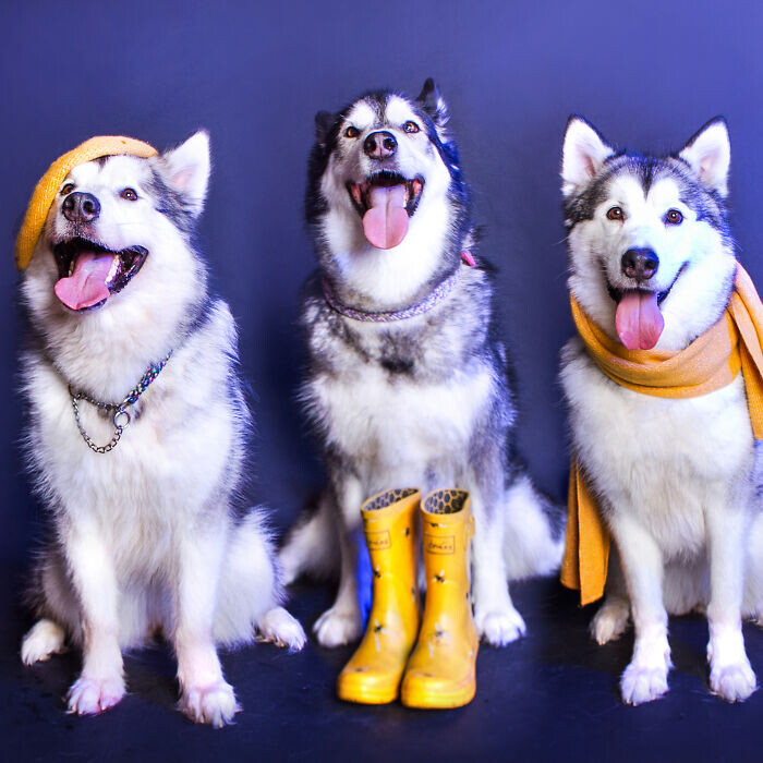 Подборка фотографий для &quot;собачьего календаря&quot;
