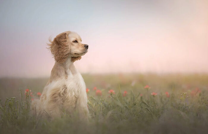 Финалисты Dog Photography Awards 2024 Финалисты Dog Photography Awards 2024