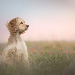 Финалисты Dog Photography Awards 2024