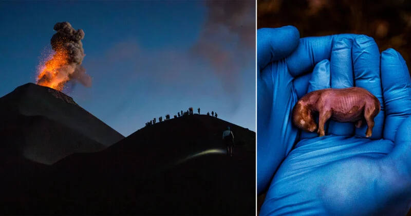 Лучшие фотографии уходящего 2024 года по версии Nat Geo Лучшие фотографии уходящего 2024 года по версии Nat Geo