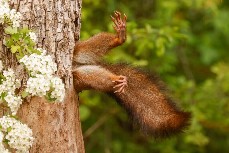 Победители конкурса Nikon Comedy Wildlife Awards Победители конкурса Nikon Comedy Wildlife Awards