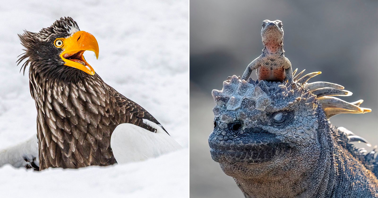 Самые смешные фотографии с конкурса Nikon Comedy Wildlife Awards 2025