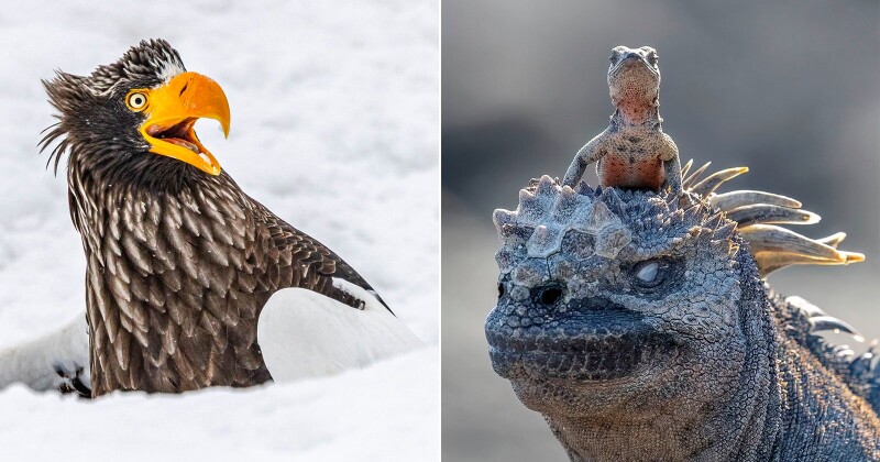 Самые смешные фотографии с конкурса Nikon Comedy Wildlife Awards 2025 Самые смешные фотографии с конкурса Nikon Comedy Wildlife Awards 2025