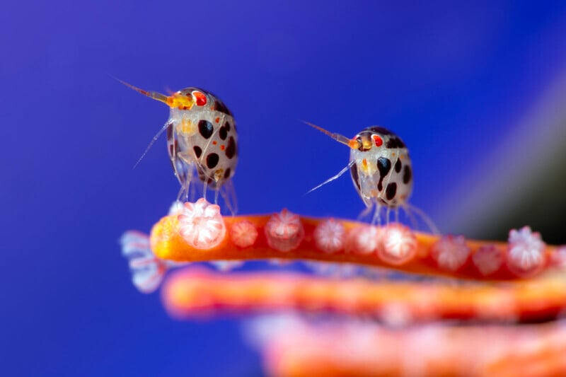 Победители конкурса Ocean Photographer 2025 Победители конкурса Ocean Photographer 2025