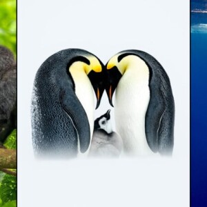 Победители Nature’s Best Photography Awards 2025