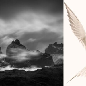 В моменте с природой: лучшие фото года по версии NAAP