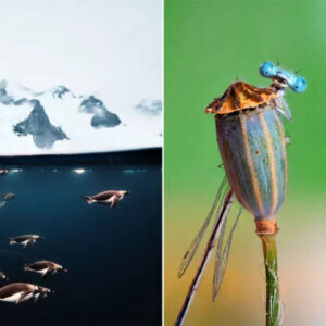 Лучшие кадры участников Sony World Photography Awards 2026