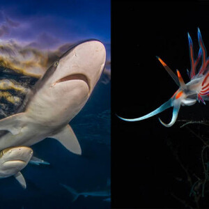 Победители Ocean Art 2025: лучшие кадры подводного мира
