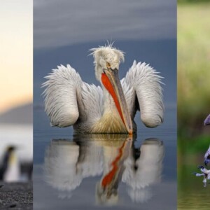 Лучшие снимки птиц 2025 года: конкурс SINWP назвал победителей