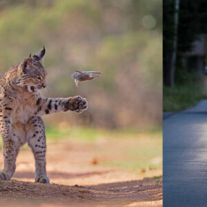 Победитель Wildlife Photographer of the Year